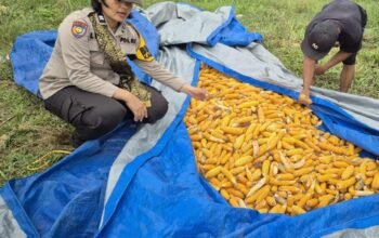 Panen Jagung Desa Batas Belum Maksimal, Polsek Tambusai Dorong Swasembada Pangan