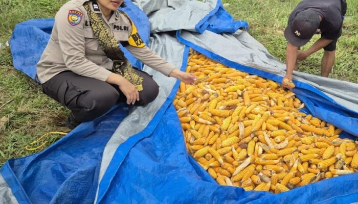 Panen Jagung Desa Batas Belum Maksimal, Polsek Tambusai Dorong Swasembada Pangan