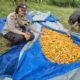Panen Jagung Desa Batas Belum Maksimal, Polsek Tambusai Dorong Swasembada Pangan