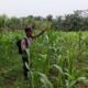 Polsek Tandun Dukung Swasembada Pangan Jagung Desa Dayo, Kendala Air Jadi Perhatian