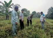 Polsek Rokan IV Koto Cermati Kendala Produksi Jagung Bengkolan Salak, Dukung Ketahanan Pangan Nasional