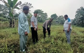 Polsek Rokan IV Koto Cermati Kendala Produksi Jagung Bengkolan Salak, Dukung Ketahanan Pangan Nasional