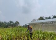 Polsek Rokan IV Koto Cermati Jagung Bengkolan Salak, Sejumlah Tanaman Mati Diserang Hama dorong swasembada pangan