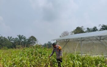 Polsek Rokan IV Koto Cermati Jagung Bengkolan Salak, Sejumlah Tanaman Mati Diserang Hama dorong swasembada pangan