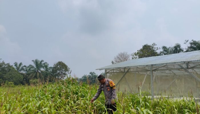 Polsek Rokan IV Koto Cermati Jagung Bengkolan Salak, Sejumlah Tanaman Mati Diserang Hama dorong swasembada pangan