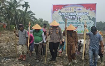 Dukung Swasembada Pangan Nasional, Polsek Bonai Darussalam Tanam Jagung 2 Hektar di Kasang Padang