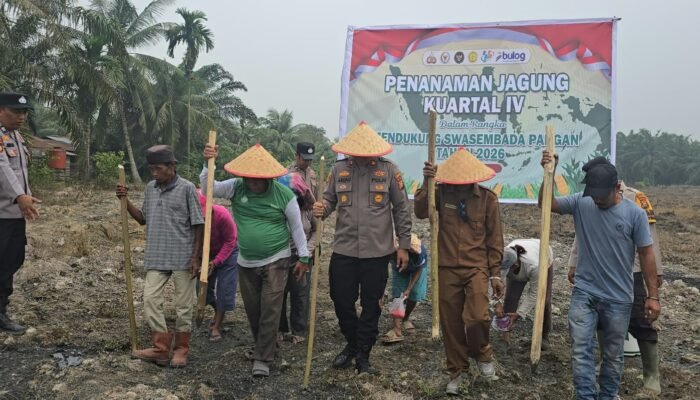 Dukung Swasembada Pangan Nasional, Polsek Bonai Darussalam Tanam Jagung 2 Hektar di Kasang Padang