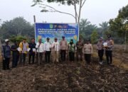 Polsek Tambusai Utara Tanam Jagung 1,5 Hektare Dukung Swasembada Pangan Nasional