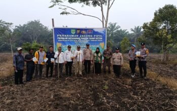 Polsek Tambusai Utara Tanam Jagung 1,5 Hektare Dukung Swasembada Pangan Nasional