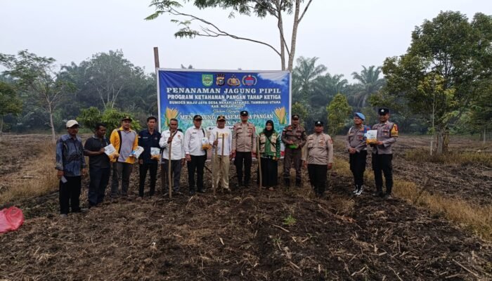 Polsek Tambusai Utara Tanam Jagung 1,5 Hektare Dukung Swasembada Pangan Nasional