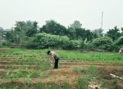 Polsek Tandun Kawal Ketahanan Pangan Desa, Jagung Tapung Jaya Jadi Perhatian