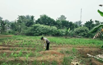 Polsek Tandun Kawal Ketahanan Pangan Desa, Jagung Tapung Jaya Jadi Perhatian