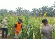 Polsek Rambah Hilir Perkuat Swasembada Pangan, Pantau Pertumbuhan Jagung Hibrida