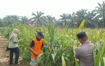 Polsek Rambah Hilir Perkuat Swasembada Pangan, Pantau Pertumbuhan Jagung Hibrida