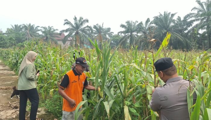 Polsek Rambah Hilir Perkuat Swasembada Pangan, Pantau Pertumbuhan Jagung Hibrida