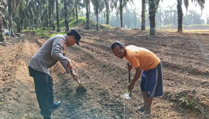 Polsek Kabun Dorong Ketahanan Pangan Nasional melalui Program POLIRAN