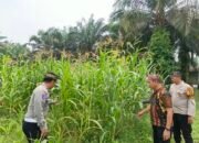 Polsek Tandun Pantau Jagung di Dayo, Swasembada Pangan Butuh Langkah Berkelanjutan