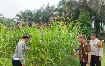 Polsek Tandun Pantau Jagung di Dayo, Swasembada Pangan Butuh Langkah Berkelanjutan
