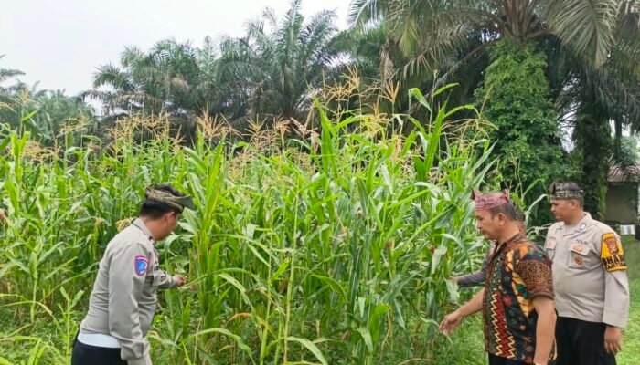 Polsek Tandun Pantau Jagung di Dayo, Swasembada Pangan Butuh Langkah Berkelanjutan