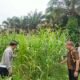 Polsek Tandun Pantau Jagung di Dayo, Swasembada Pangan Butuh Langkah Berkelanjutan