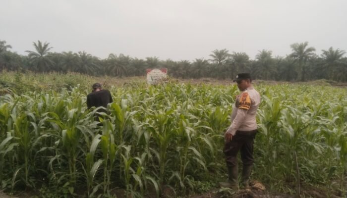 Polsek Bonai Darussalam Pantau Pertumbuhan Jagung, Dukung Ketahanan Pangan Nasional