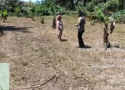 Polsek Kabun Dorong Produksi Jagung Pipil di Batulangkah Besar, Dukung Ketahanan Pangan Nasional