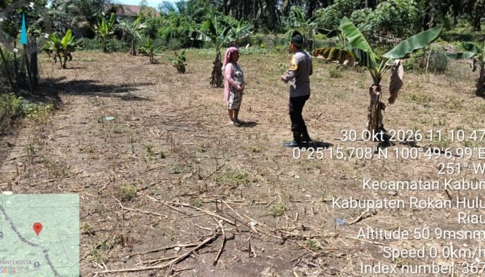 Polsek Kabun Dorong Produksi Jagung Pipil di Batulangkah Besar, Dukung Ketahanan Pangan Nasional