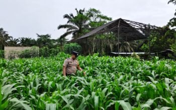 Mengawal Budidaya, Cegah Risiko Gagal Panen: Polsek Tandun Perkuat Ketahanan Pangan di Koto Tandun
