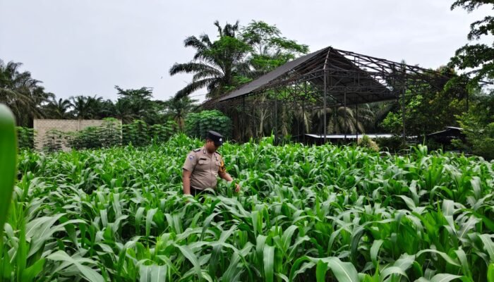 Mengawal Budidaya, Cegah Risiko Gagal Panen: Polsek Tandun Perkuat Ketahanan Pangan di Koto Tandun