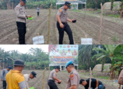 Polsek Tambusai Utara Gandeng BUMDes, Tanam Jagung di Rantau Sakti Dorong Ketahanan Pangan Nasional
