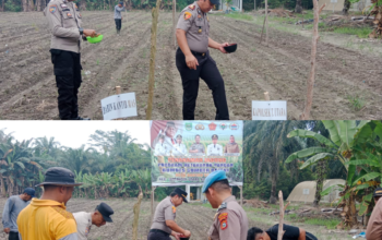 Polsek Tambusai Utara Gandeng BUMDes, Tanam Jagung di Rantau Sakti Dorong Ketahanan Pangan Nasional