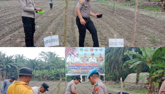 Polsek Tambusai Utara Gandeng BUMDes, Tanam Jagung di Rantau Sakti Dorong Ketahanan Pangan Nasional