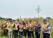 Polsek Rambah Hilir Kawal Panen Jagung, Dorong Akses Pasar Petani wujud ketahanan pangan