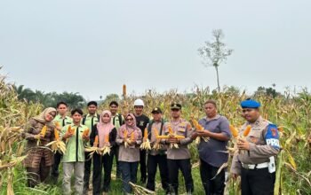 Polsek Rambah Hilir Kawal Panen Jagung, Dorong Akses Pasar Petani wujud ketahanan pangan