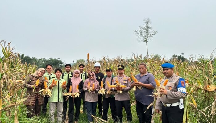 Polsek Rambah Hilir Kawal Panen Jagung, Dorong Akses Pasar Petani wujud ketahanan pangan